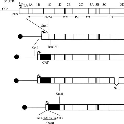 Structure Of Plasmids Encoding Fmdv Rnas Used In This Study The