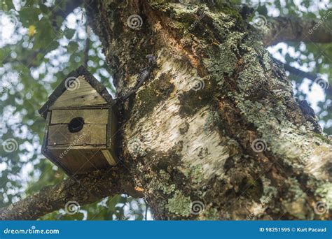 Bird Nest Wooden House Stock Image Image Of Lichen Nature 98251595