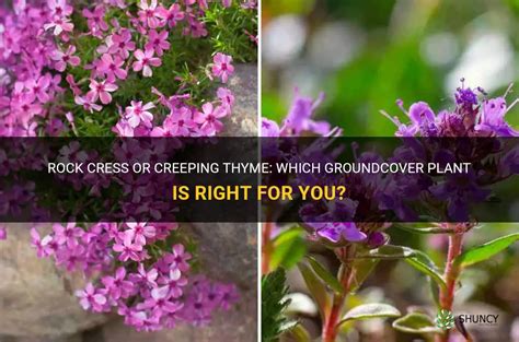 Rock Cress Or Creeping Thyme Which Groundcover Plant Is Right For You