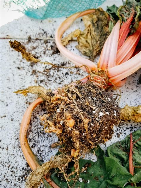 What You Can Do To Control Root Knot Nematodes—organically Garden Betty