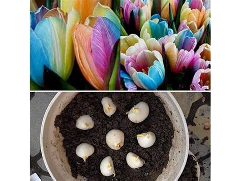 Rainbow Tulip Bulbs Seeds