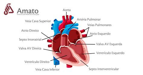 O Que A Cardiologia Trata O Que O Cardiologista Faz Amato