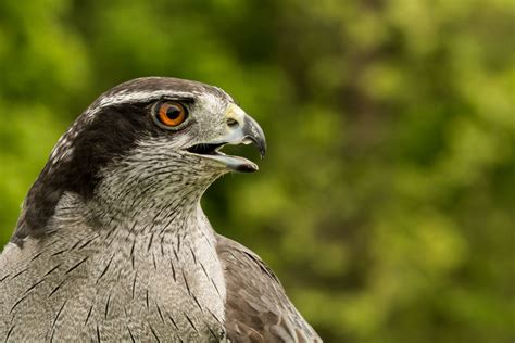 American Goshawk | Audubon Field Guide