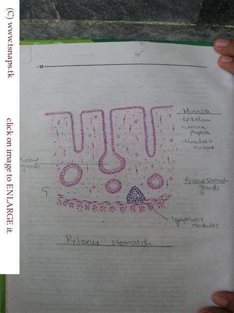 Histology Slides Database: histological diagram of pylorus stomach