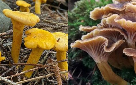 Quelle différence entre girolle et chanterelle