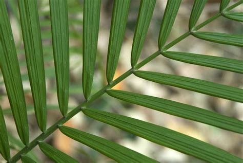 Plataforma Brasileira Permitir Diagn Stico Sobre Biodiversidade