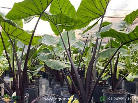 Alocasia Black Stem Elephant Ear Plant For Sale In India Online Plant