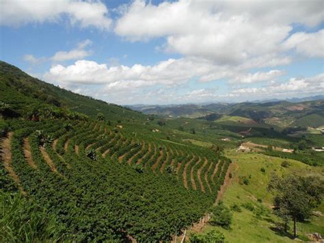 Portal Capara Caf Da Regi O Do Capara Reconhecido Como Indica O