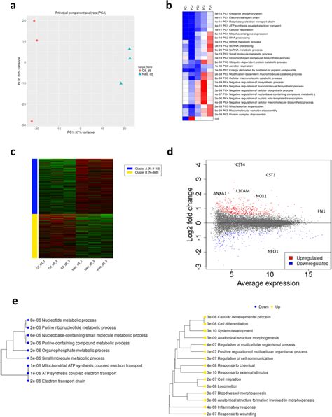 Whole Transcriptome Analysis Of Caco Cells After Neo Knockdown A