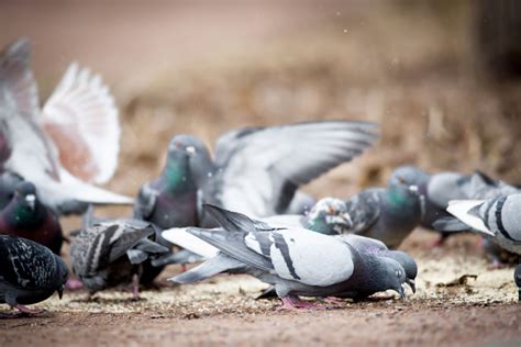 Pigeon Feeding Dove Feeding Ne Pigeon Supplies