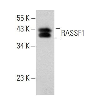 RASSF1 Antibody 3F3 SCBT Santa Cruz Biotechnology