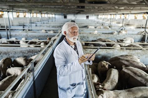 Exploring The Potential Of Iot In Revolutionizing Livestock Management