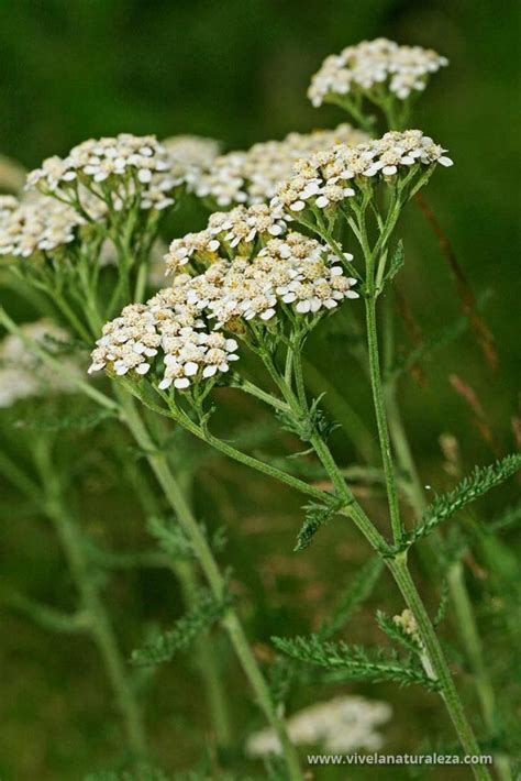 Milenrama Achillea Millefolium Vive La Naturaleza