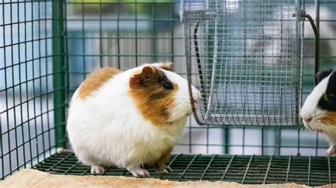 How Often To Clean Guinea Pig Cage? - Oxford Pets