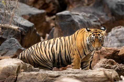 Perfil Del Lado Del Tigre O Tigre Salvaje De Bengala Real Con Contacto