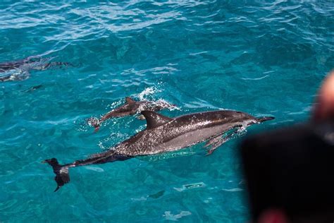 Oahu Dolphin Watching And Snorkelling Cruise Hellotickets