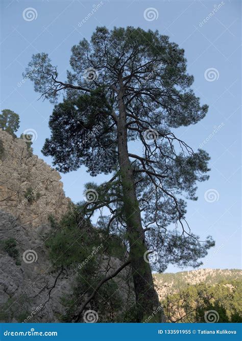 Antalya Goynuk Canyon Beautiful Mountain With Trees Pine In National