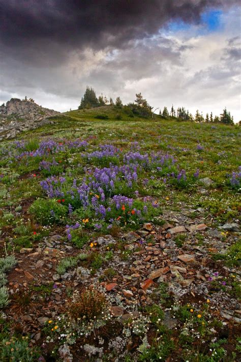 Pasayten Wildflowers Near Devils Dome North Western Images Photos