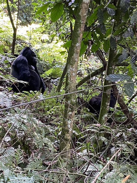 Days Rwanda Gorilla Trekking Early Trails Expeditions