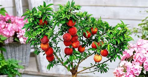 Fruits You Can Grow In Containers Gardening