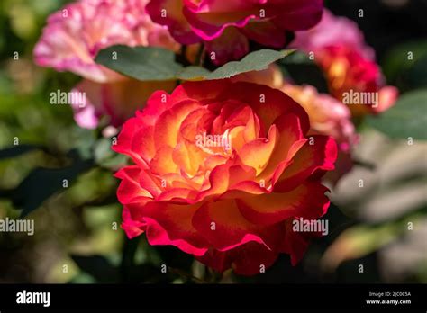 Red and yellow Roses on the Branch in the Garden Stock Photo - Alamy