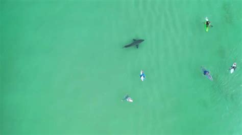 Drone Footage Shows Huge Great White Shark Swimming Beneath Surfers In