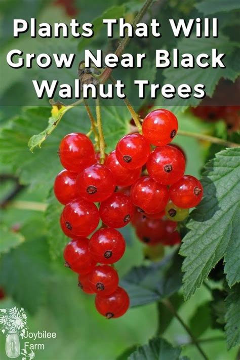 Plants That Will Grow Near Black Walnut Trees In Zone Black