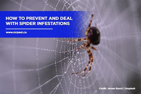 How To Prevent And Deal With Spider Infestations Mr Pest Control