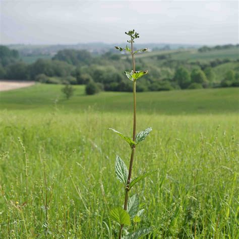 Knotige Braunwurz Scrophularia Nodosa Wildland