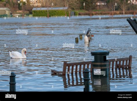 Severe flooding in Henley after heavy rainfall caused the River Thames ...