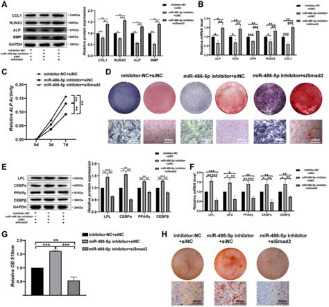 SMAD2 Knockdown Reverses The Effect Of Downregulated MiR 486 5p