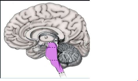 Brainstem Flashcards Quizlet