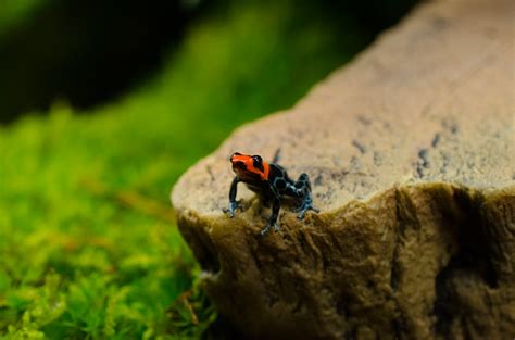 Blessed Dart Frog Ranitomeya Benedicta Skansen Aquarium Flickr