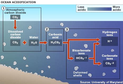 Acidificazione Degli Oceani Ecologiae