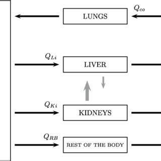 Schematic Of The Physiologically Based Pharmacokinetic Model For