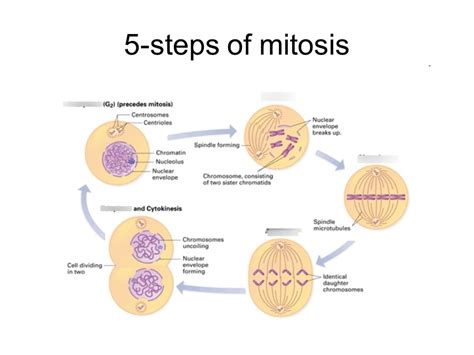 5+ Mitosis Labeled Diagram | ColleenVahorera