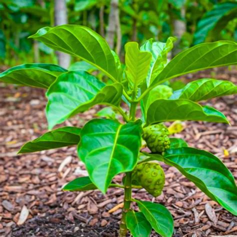 Noni (Morinda Citrifolia) - Plant – Lalit Enterprise