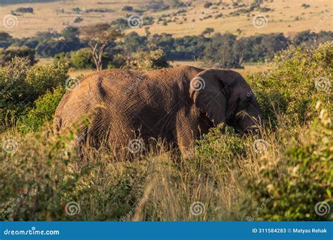 Elephant In Masai Mara National Reserve Ken Stock Image Image Of