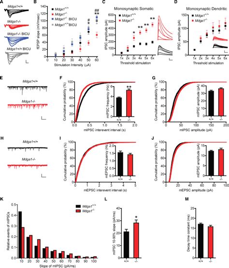 Loss Of Synapse Repressor Mdga Enhances Perisomatic Inhibition