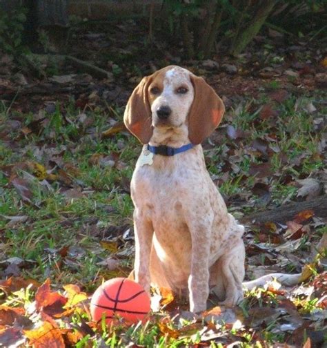 Pin By Darren Driscoll On Red Tick Coonhound Pinterest