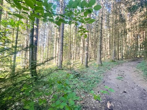 Heimat Erlebnistag Zum Thema Wald Samerberger Nachrichten