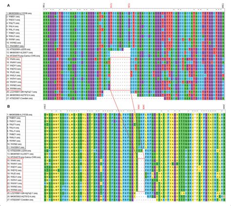 Nucleotide A And Amino Acid B Sequence Alignment Of Partial VP2