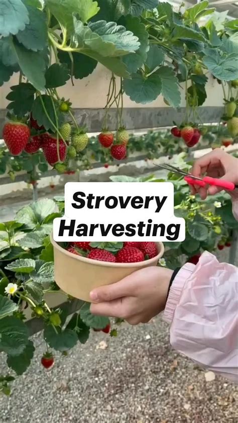 Strawberry Harvesting | Indoor vegetable gardening, Small vegetable gardens, Vegetable garden diy