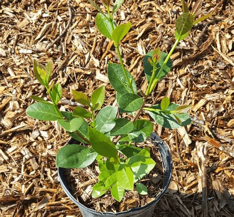 Your Guide To Growing Fruit Trees Indoors In Pots Birds And Blooms