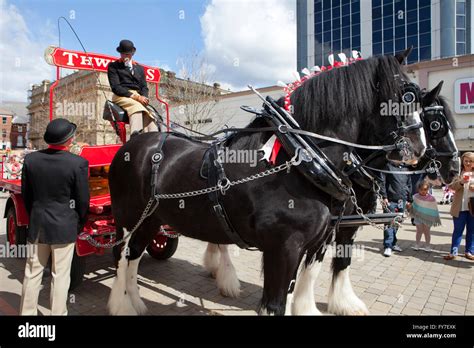 Thwaites Brewery Horses Uk Stock Photo Alamy