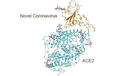 protein receptor – NIH Director's Blog