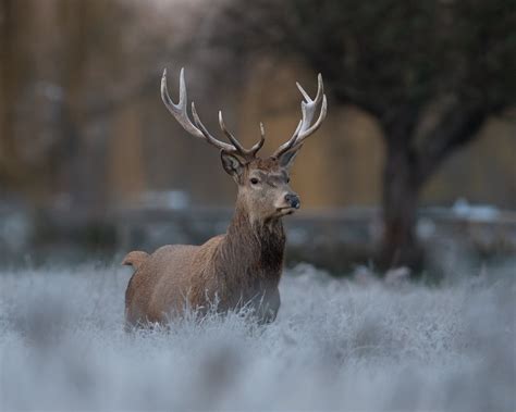 Winter Deer Photography