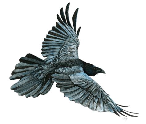 My drawing of a raven. Which technically isn't a crow... : r/crows