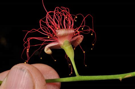 Barringtonia Acutangula Lecythidaceae Image At Phytoimages Siu Edu