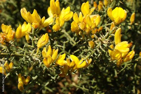 Wildflower Ulex Australis Subsp Welwitschianus Stock Photo Adobe Stock